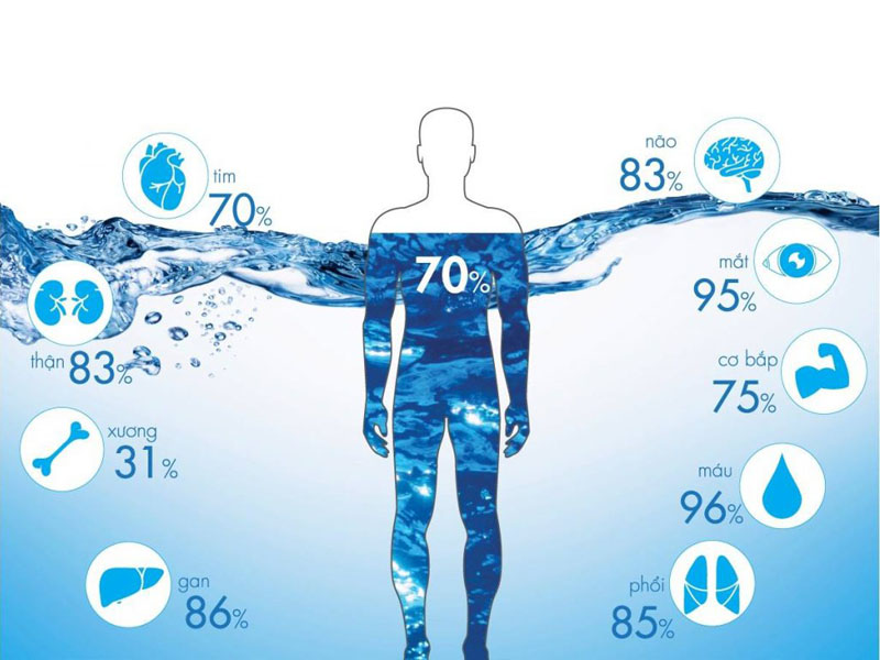 Chức năng của nước trong cơ thể con người